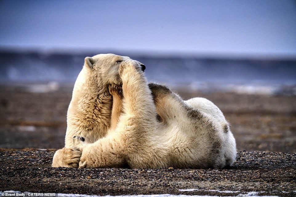 Polar bear cub plays with mom - The Bears, Polar bear, Milota, Longpost, Animals