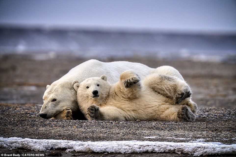 Polar bear cub plays with mom - The Bears, Polar bear, Milota, Longpost, Animals