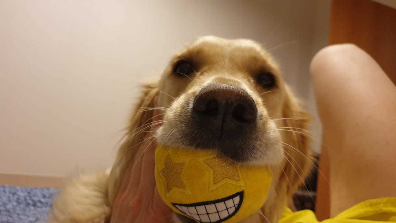 Smile of Gioconda - Dog days, Milota, Retriever