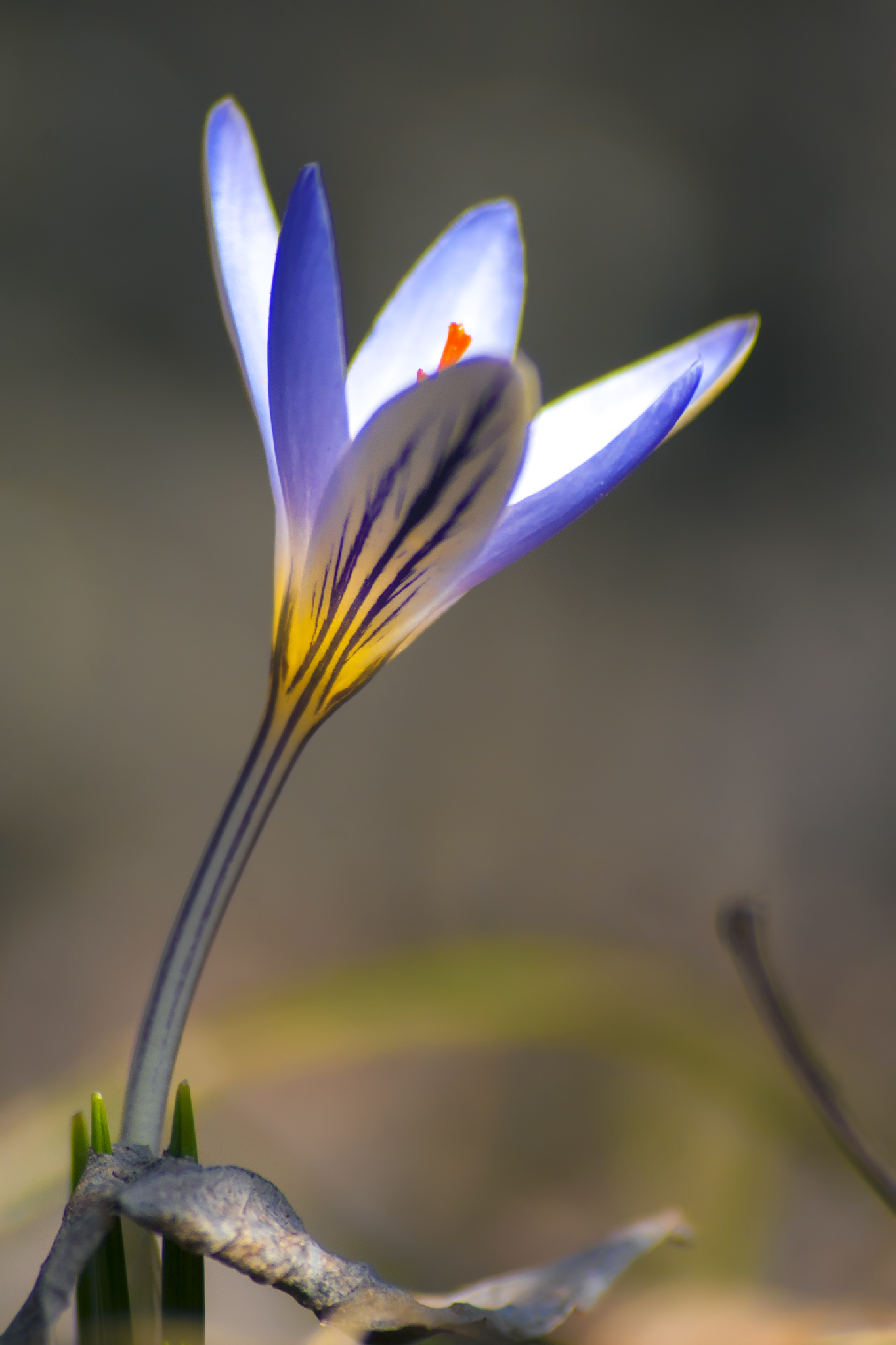 February wild crocuses - My, crocuses, Saffron, February, Beshtau, Longpost