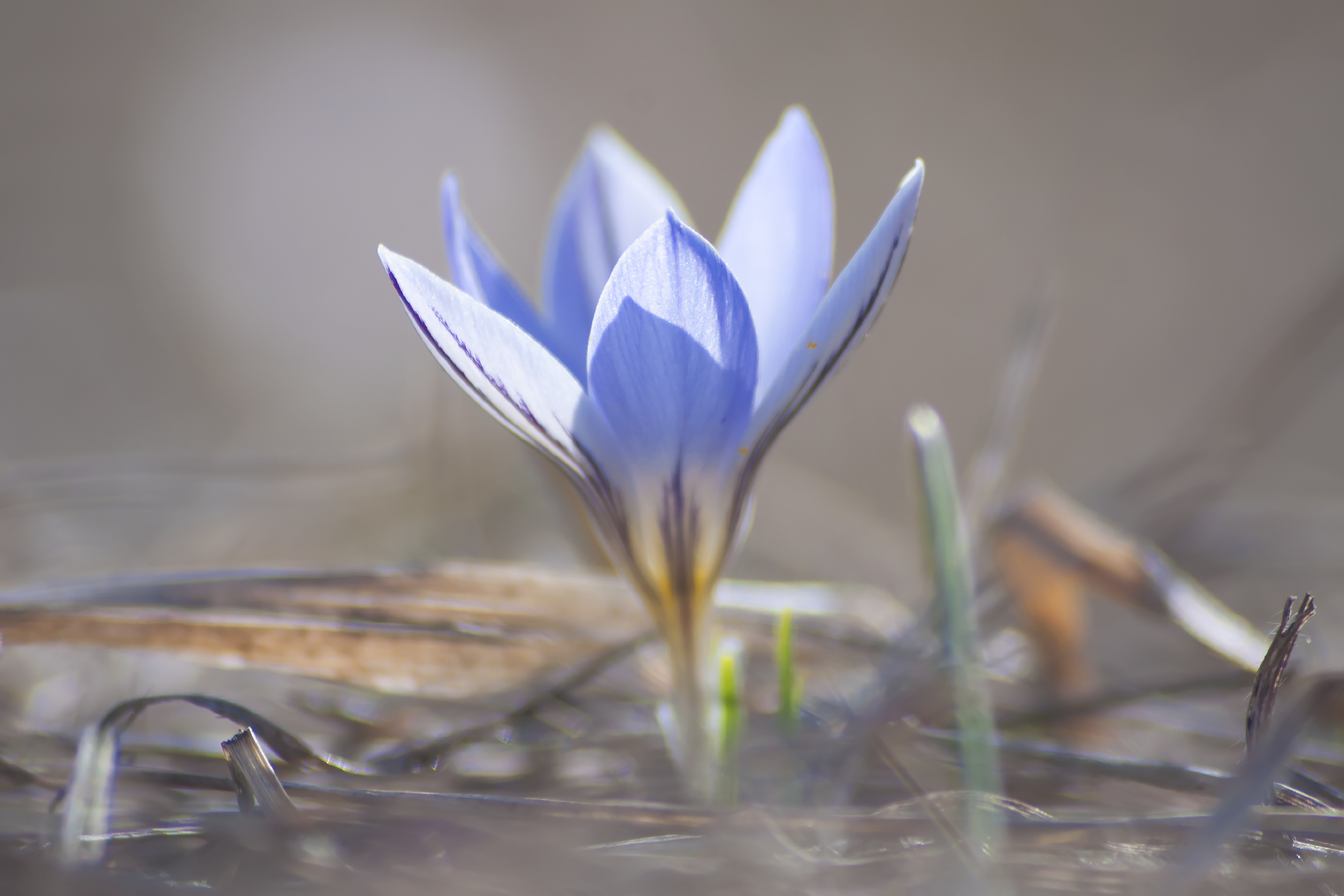 February wild crocuses - My, crocuses, Saffron, February, Beshtau, Longpost