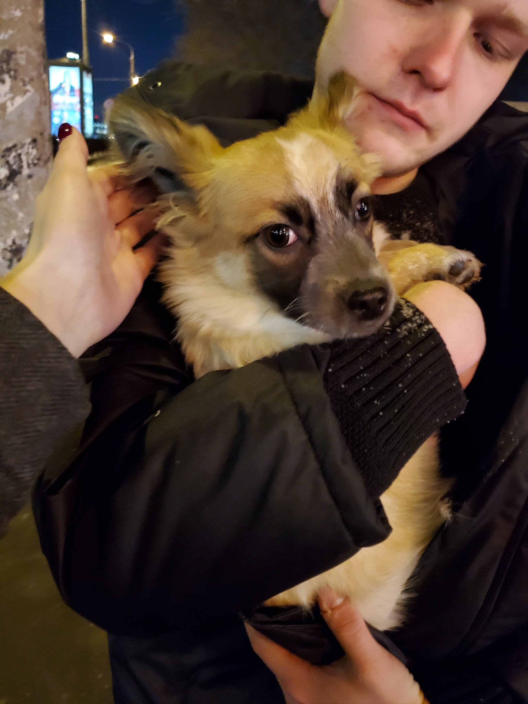 Puppy found. Paveletskaya. The owner was found - Lost, Found a dog, Moscow, Dog, No rating