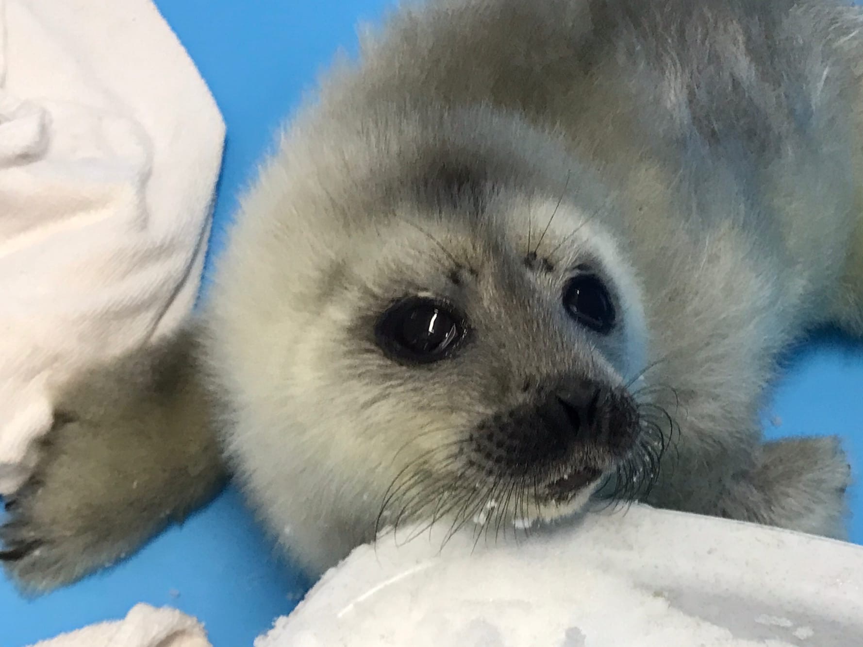 Three-day-old baby nerpul Baby Ksenia crawled out to people in Strelna - Milota, The photo, Ringed seal, Saint Petersburg, Longpost