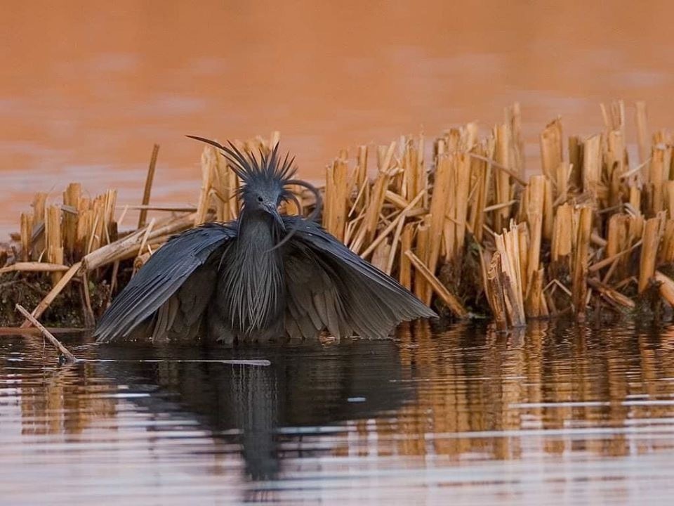 black heron - Heron, Black Heron, The photo, Longpost