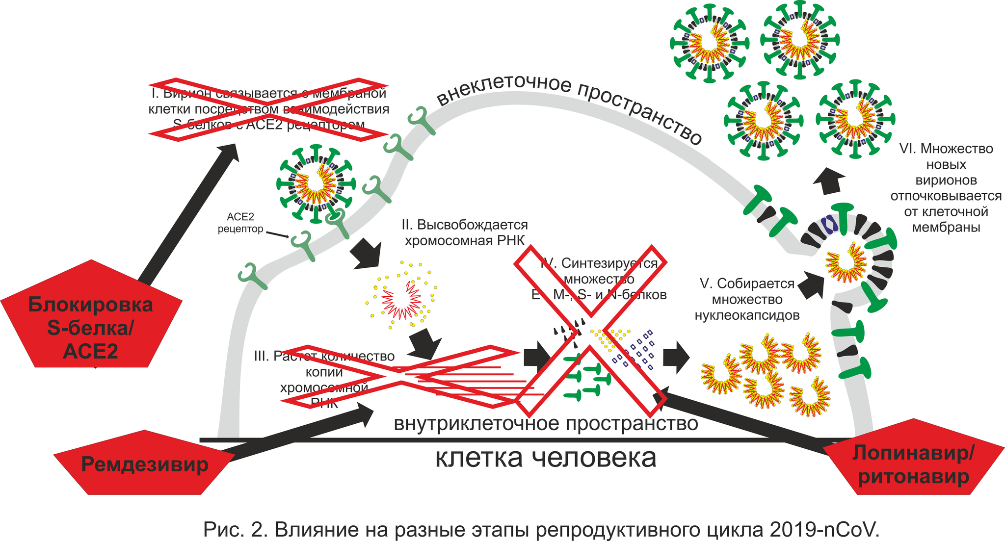 2019-nCoV: в начале долгого пути - Моё, Коронавирус, Биология, Негатив, Хорошие новости, Длиннопост