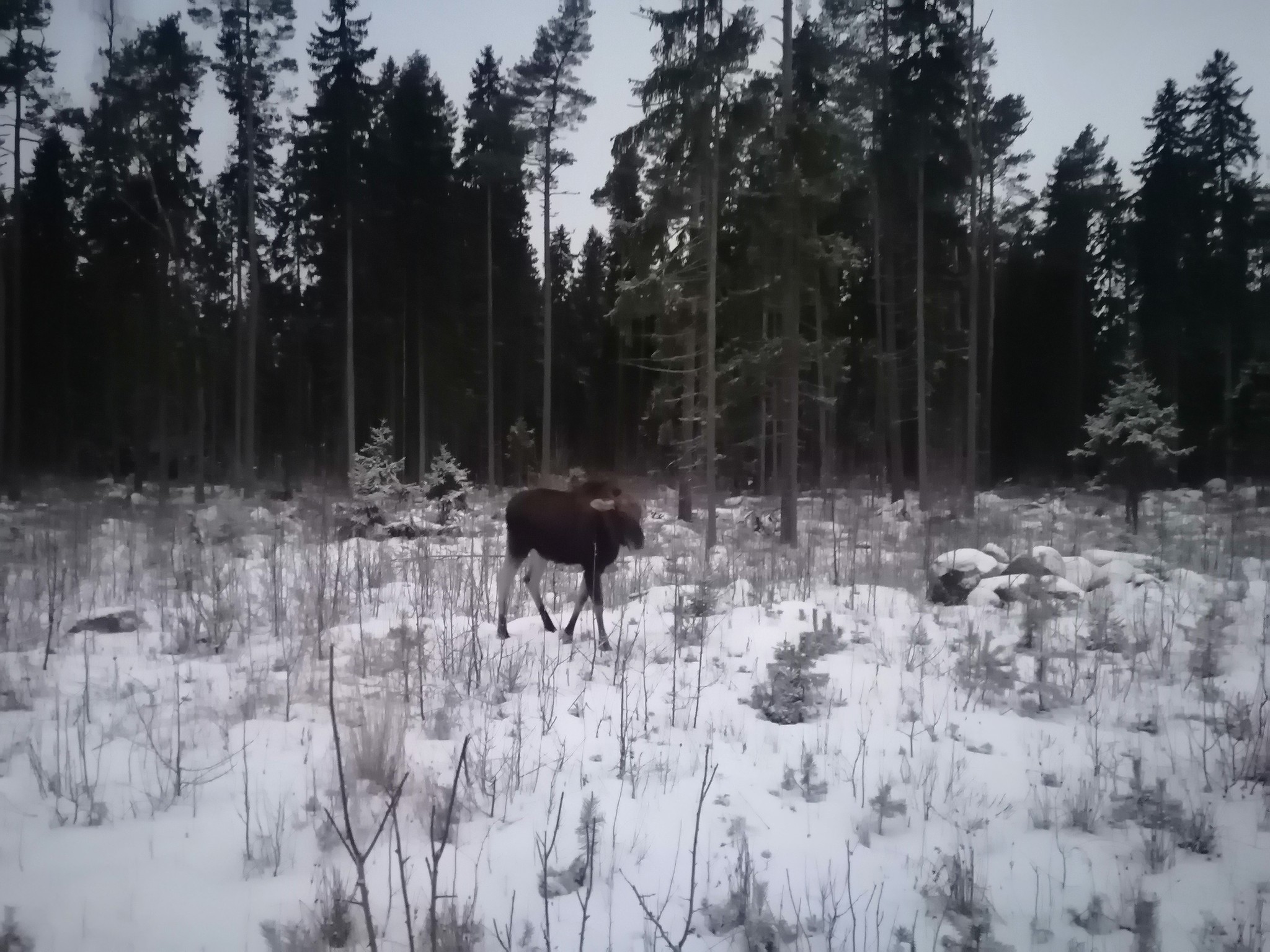 Morning, elk, shore of the financial bay))) - My, Morning, Elk, The Gulf of Finland, Longpost