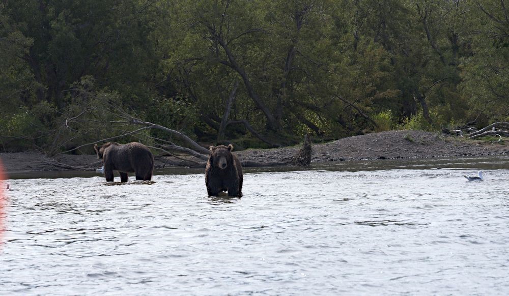 Kamchatka, Kurilskoe, bears - My, Kamchatka, The Bears, Longpost, Ilyinsky Volcano, Kuril lake