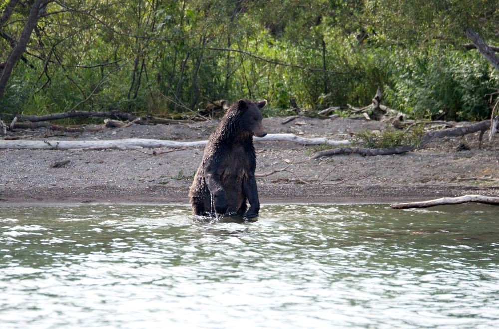 Kamchatka, Kurilskoe, bears - My, Kamchatka, The Bears, Longpost, Ilyinsky Volcano, Kuril lake