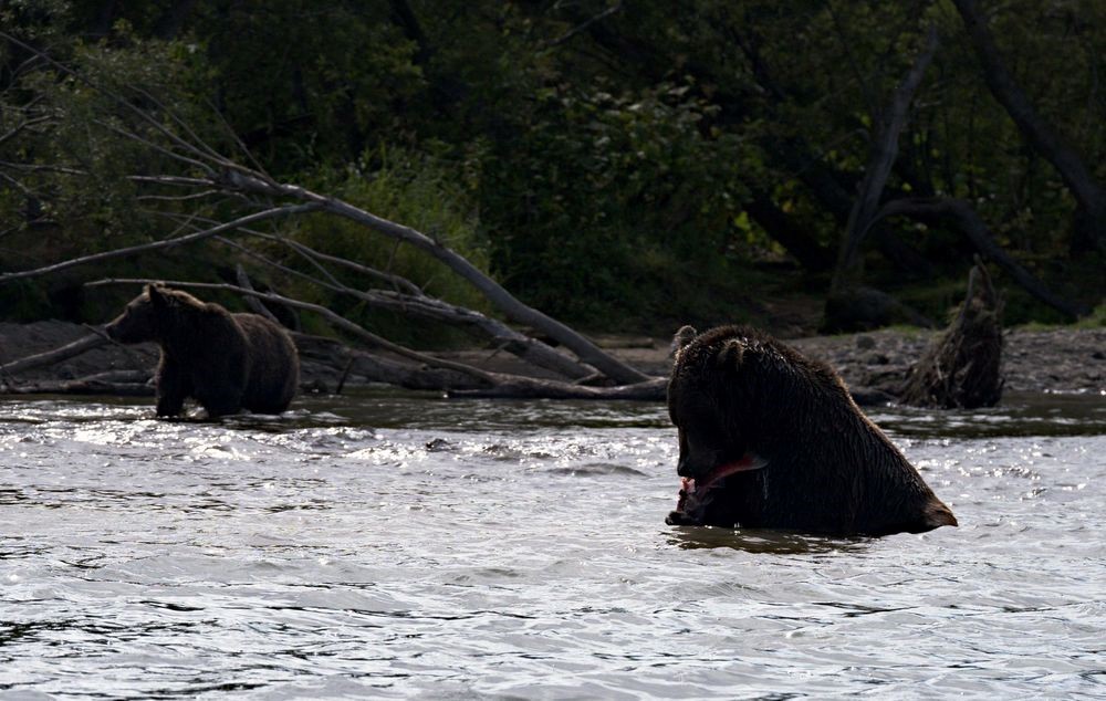 Kamchatka, Kurilskoe, bears - My, Kamchatka, The Bears, Longpost, Ilyinsky Volcano, Kuril lake