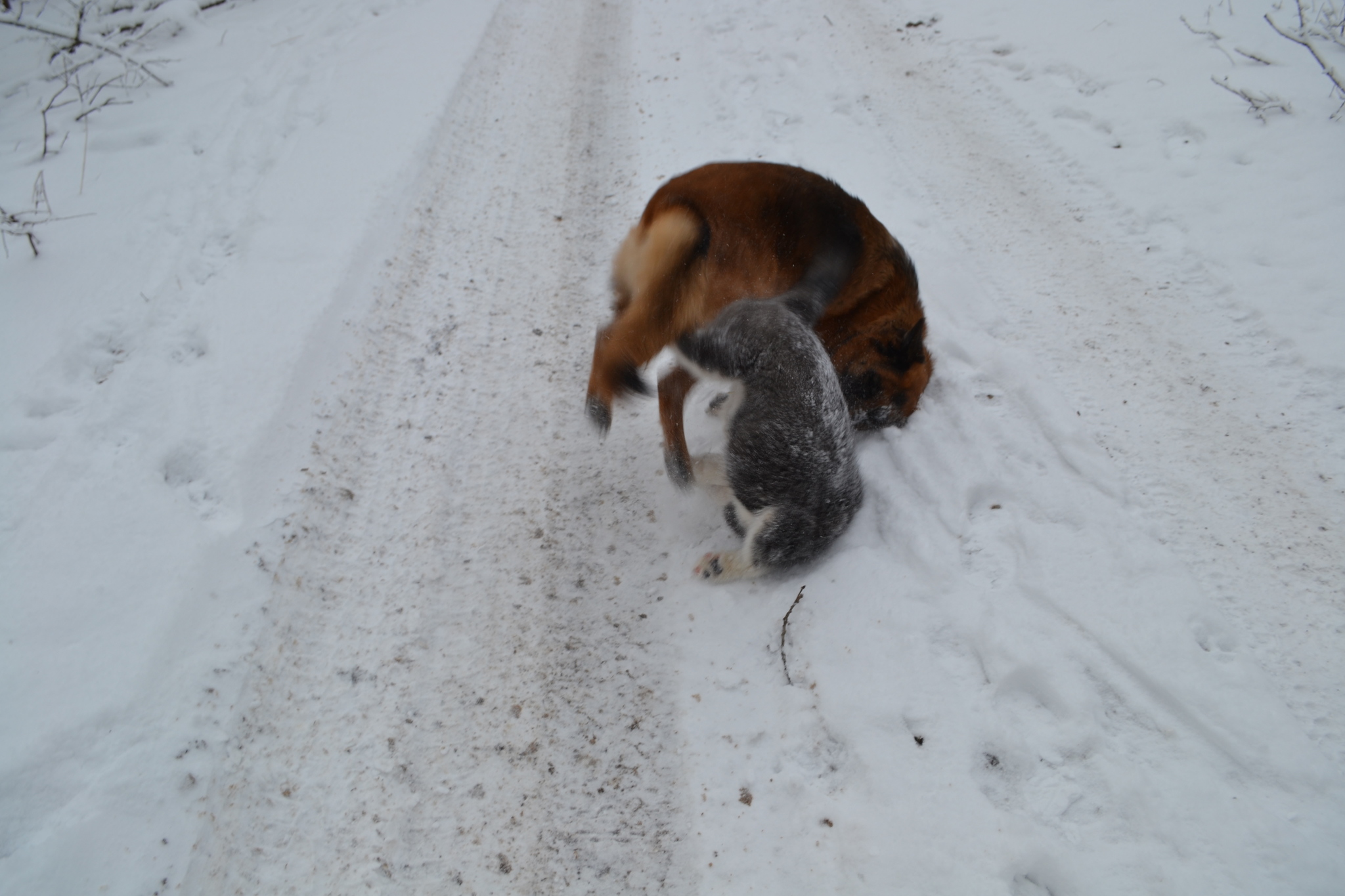 When does a Malamute puppy see snow for the first time? - Puppies, Alaskan Malamute, Snow, The photo, Dog