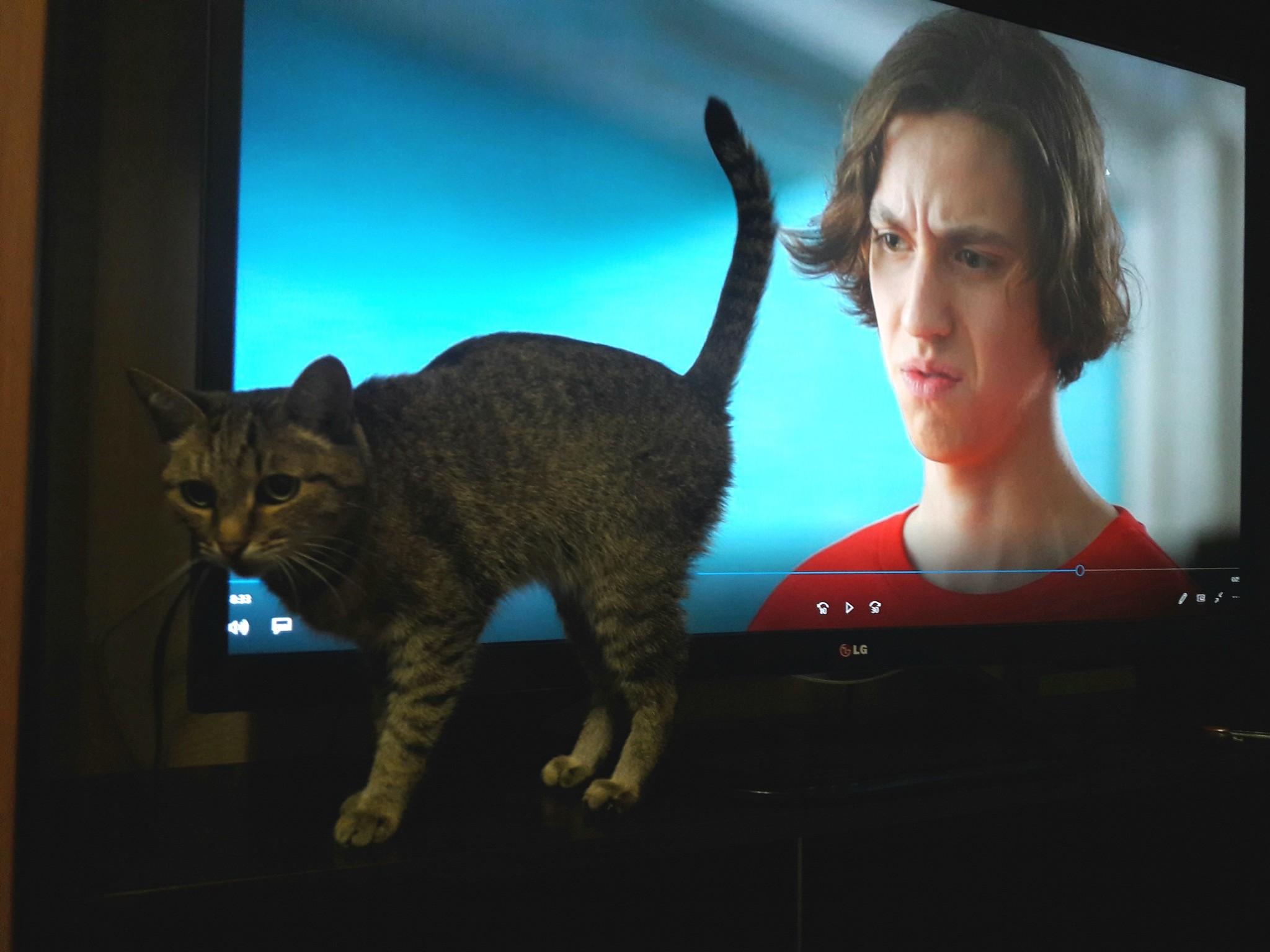 Cat next to TV - My, Pause, Serials, cat, TV set