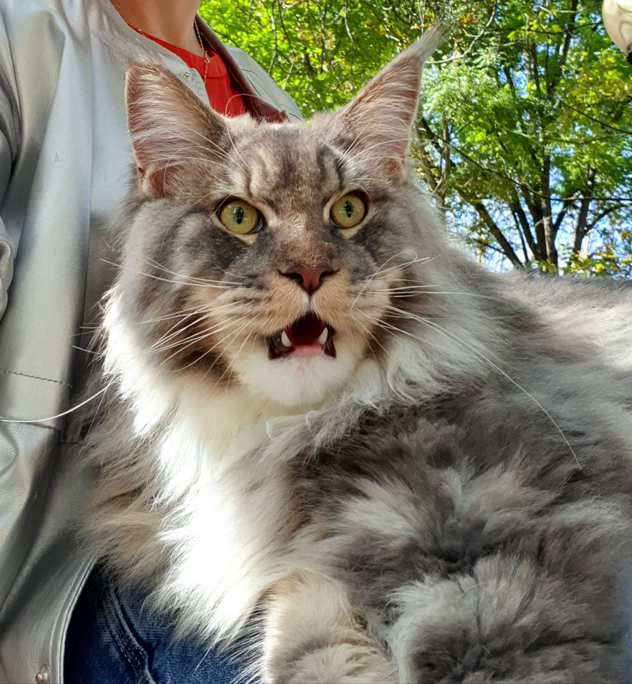 The story of one walk - My, Walk, Maine Coon, Longpost, cat