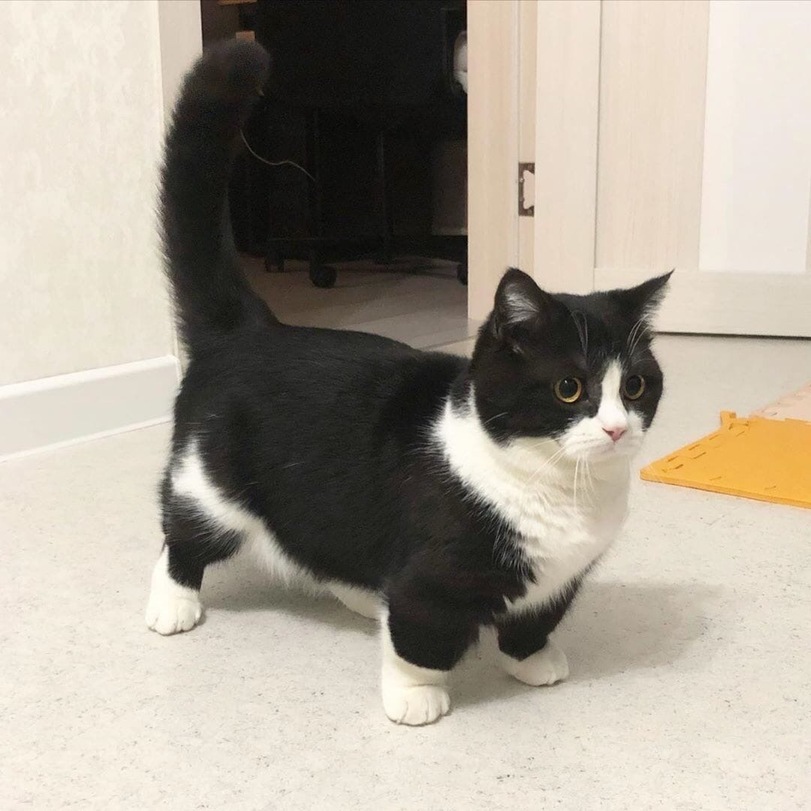 Munchkin - cat, Paws, The photo, Munchkin