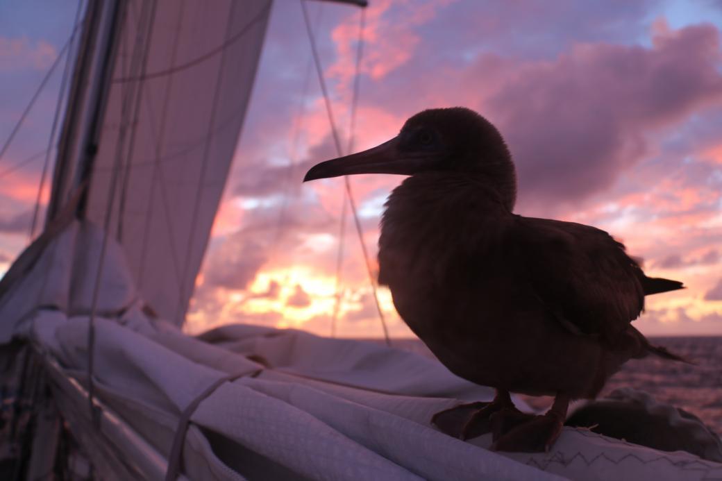 Guests - My, Yachting, Sea, Ocean, Sail, Yacht, Sergey Morozov, Romance, Birds