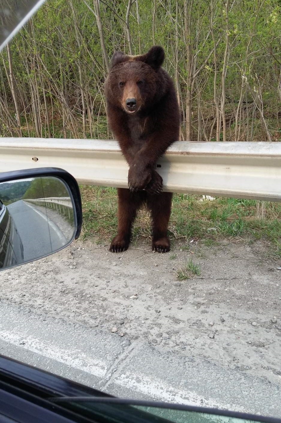 Would you like a tour of the forest? - The Bears, Animals, Wild animals