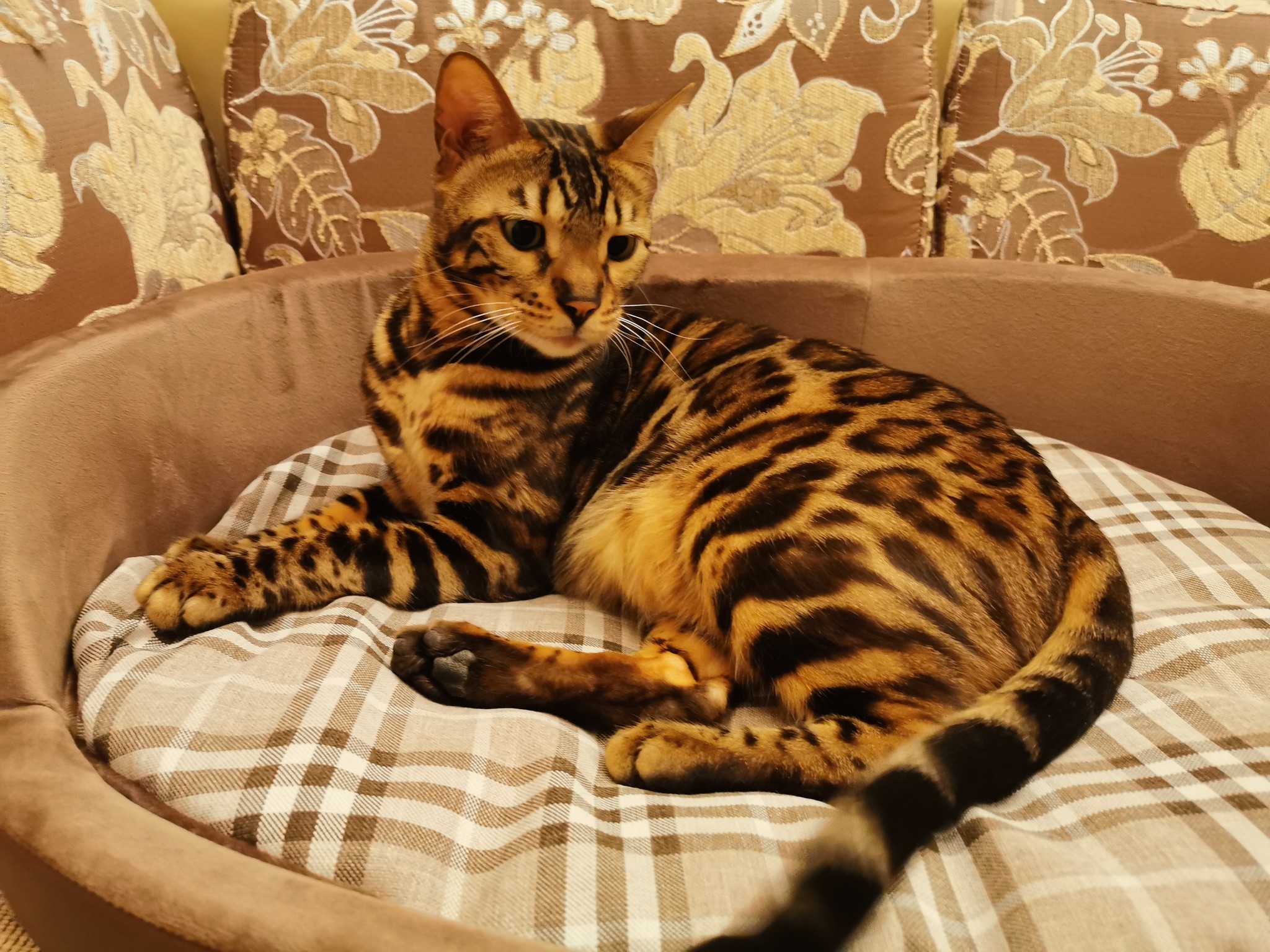 Almost my favorite bed :-) - My, Pets, cat, Bengal cat, Pets