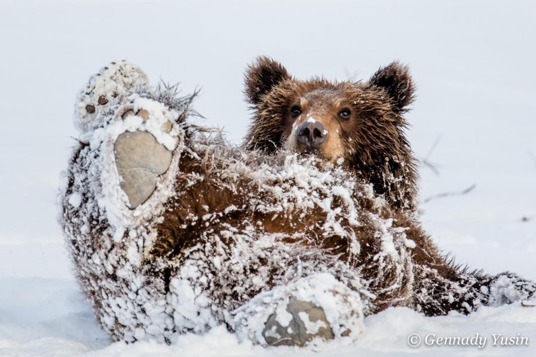 Fidget - The photo, Animals, The Bears, Young, Snow, Photographer Gennady Yusin