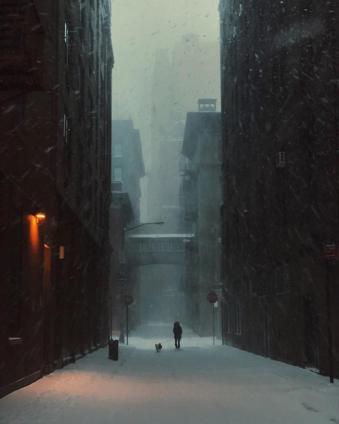 Photo of a snowstorm in New York that looks like a painting - New York, Blizzard, Blizzard, The photo, Painting, Dog