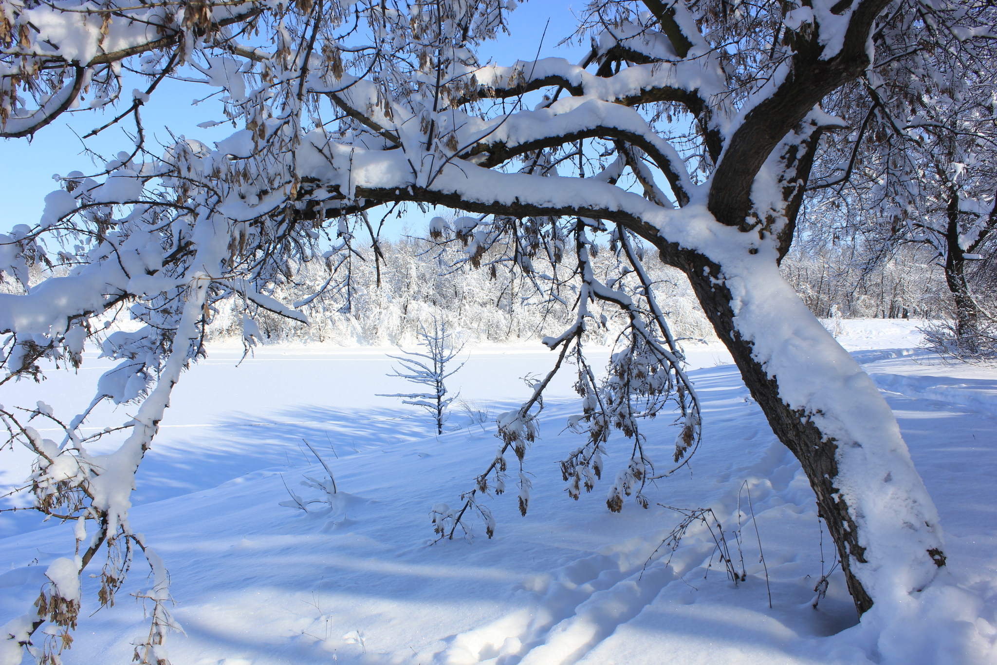 Winter has come again.... (Rostov region) - My, Winter, beauty, Rostov region, Landscape, Longpost