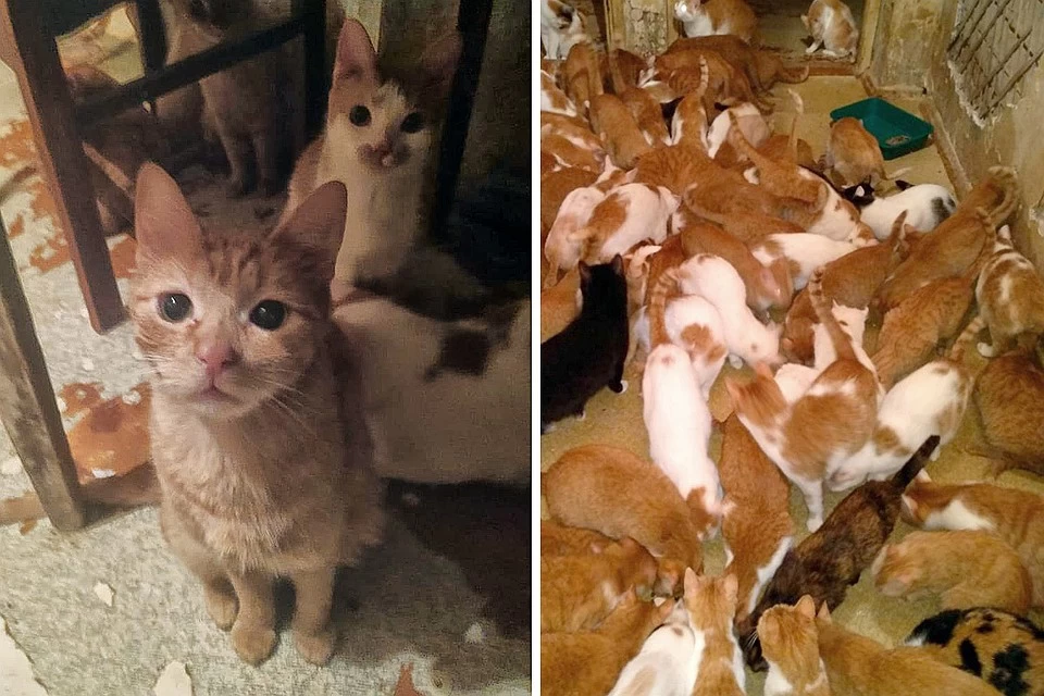 130 cats were found in a Muscovite apartment - news, Russia, Moscow, cat, Apartment, Video