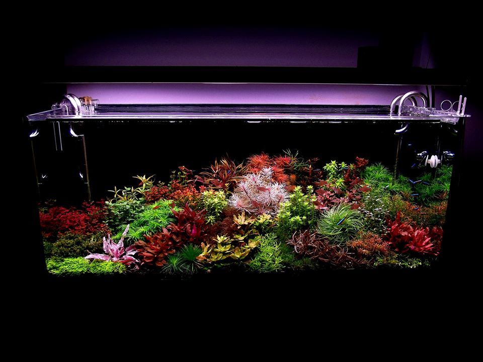 Respect to the author - Aquarium, Aquascape