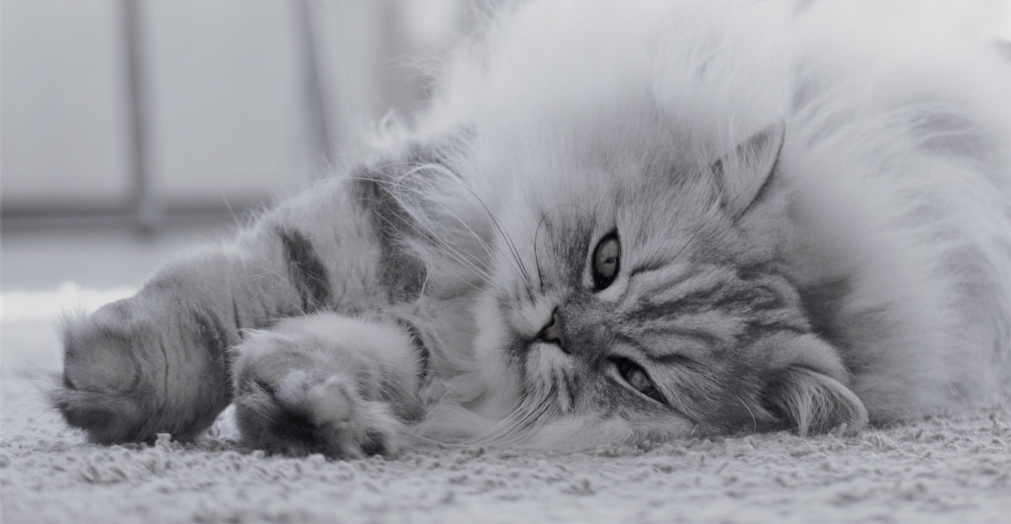 Soft and fluffy cat paws post - My, cat, Scottish Straight, Fluffy, Animals, Pets, The photo