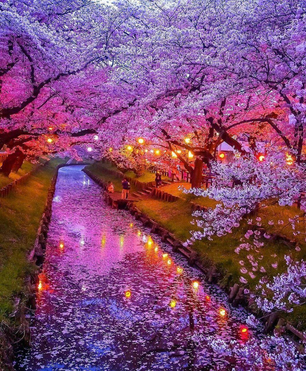 In Japan - Japan, Sakura