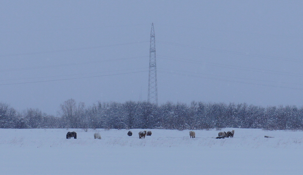 Noon in Yakutsk - My, Yakutsk, Horses, Snowfall