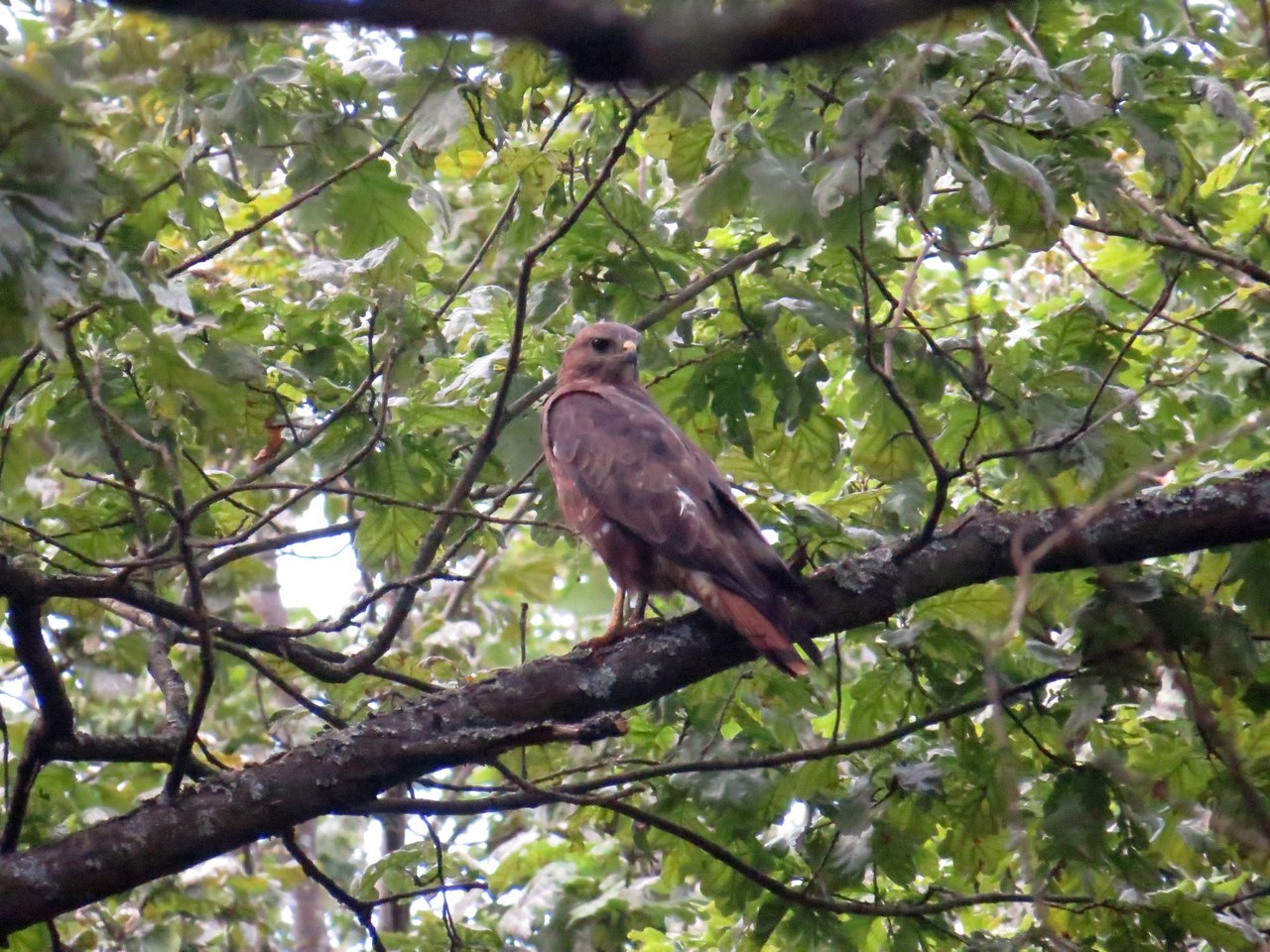 Buzzard - My, Ornithology, Birds, Schelkovo, Nature, Buzzard, Hobby, The photo, Longpost