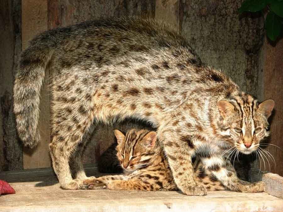 Амурский лесной кот: фото и описание «денежной кошки» | Пикабу