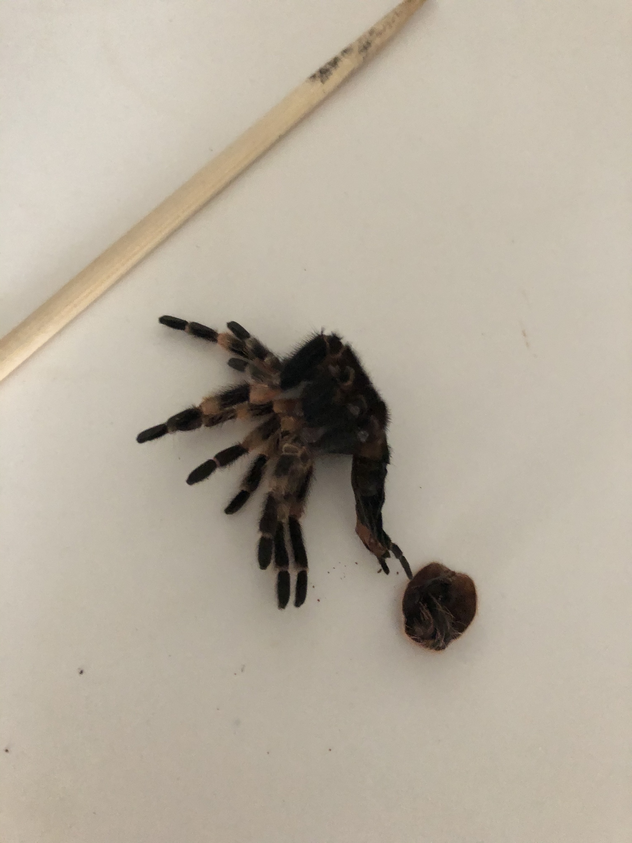 When you first see shedding - My, Spider, Molting, Care and maintenance, Arachnids, Video, Longpost, Brachypelma smithi