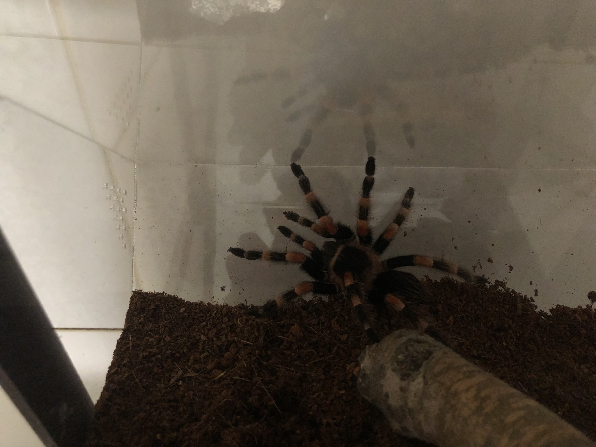 When you first see shedding - My, Spider, Molting, Care and maintenance, Arachnids, Video, Longpost, Brachypelma smithi