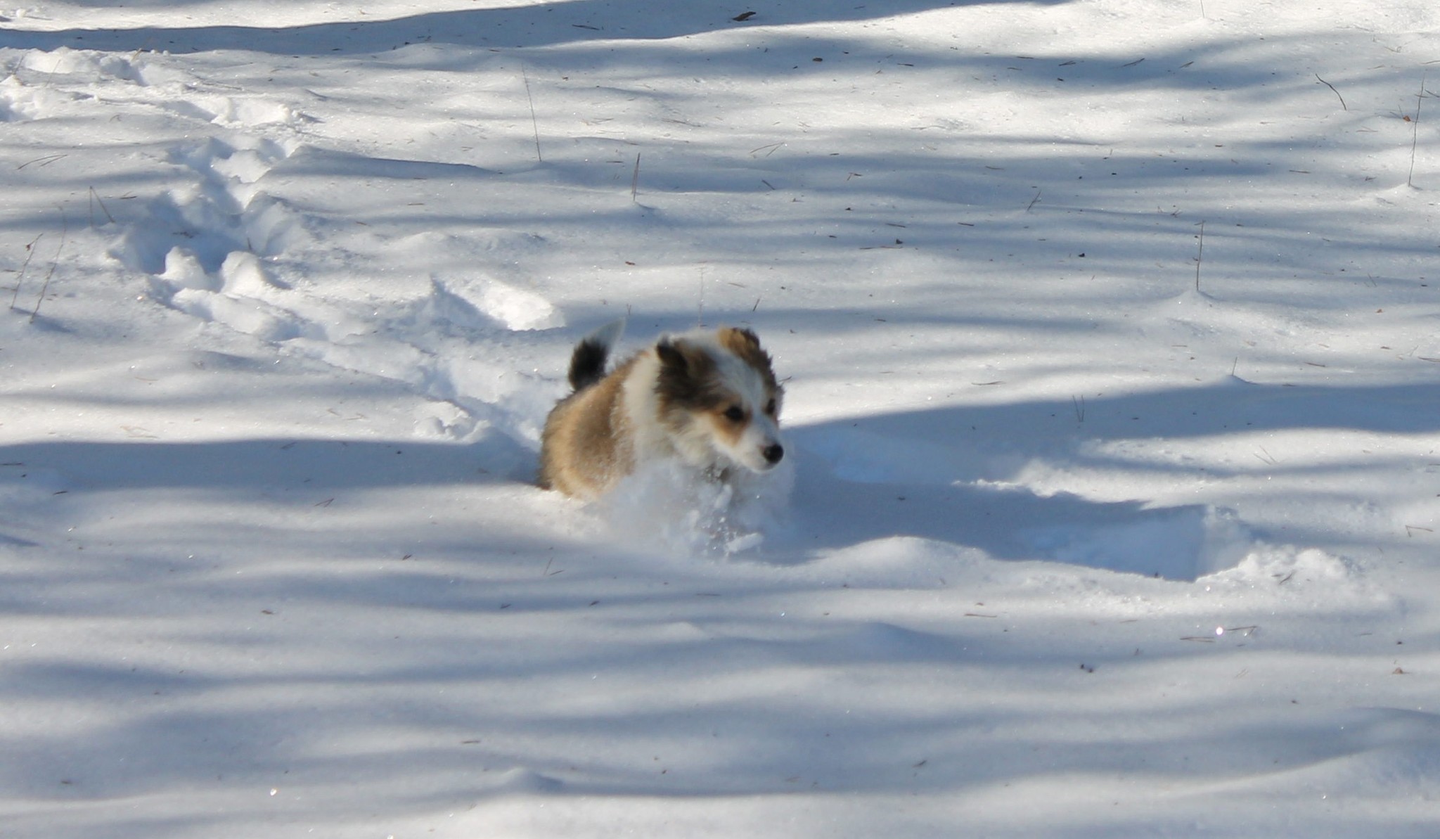 Snow wolf cosplay (she-wolf) - My, The photo, just a dog, Snow, Kherson region, Longpost, Dog