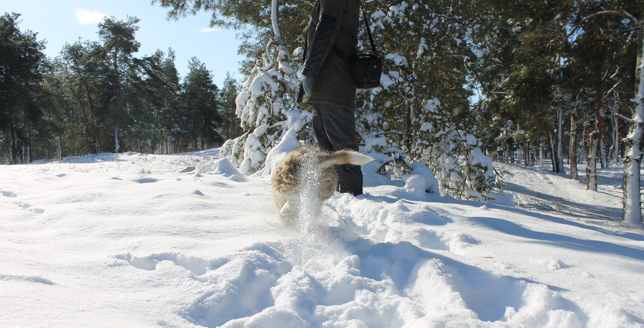 Snow wolf cosplay (she-wolf) - My, The photo, just a dog, Snow, Kherson region, Longpost, Dog