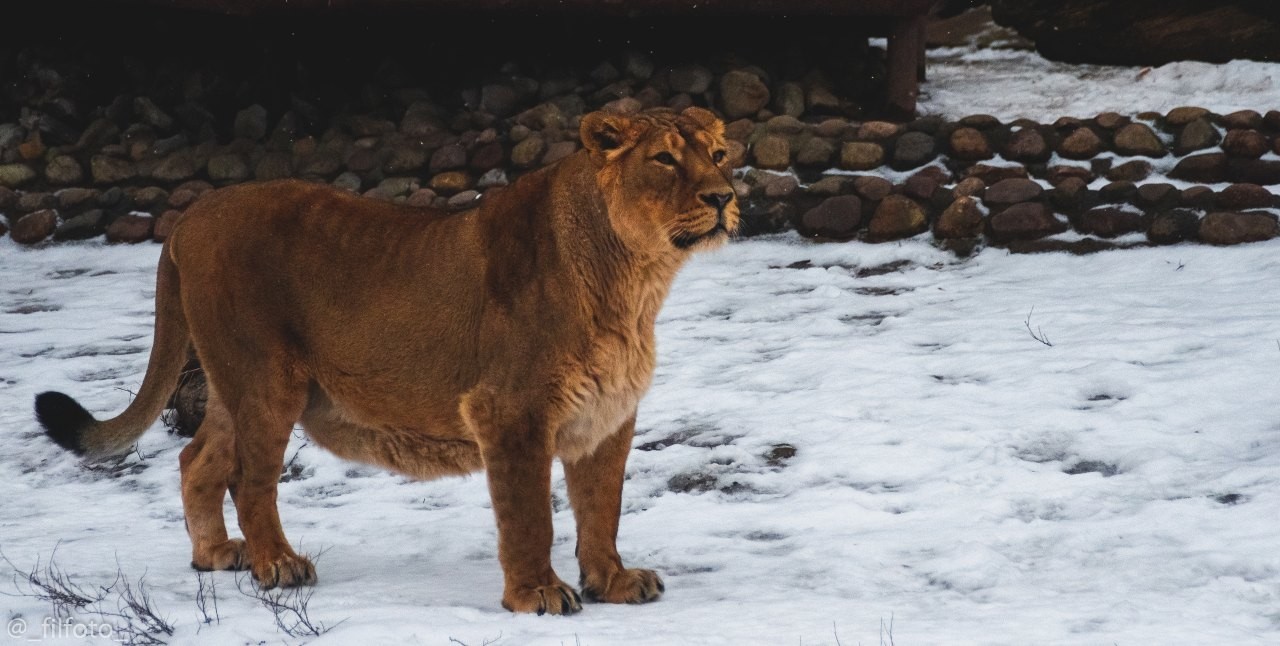 Going on a photo hunt to the zoo - My, Moscow Zoo, Zoo, Wild animals, The photo, Sony a99, Longpost