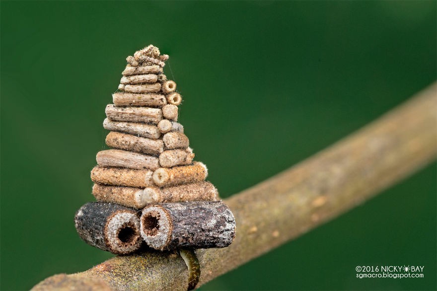 I carry everything I have with me - Insects, Caterpillar, House, Unusual, Longpost