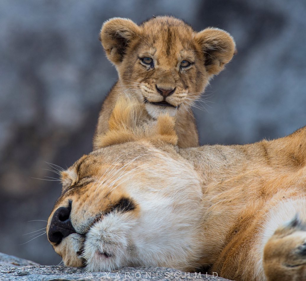 Kus - The photo, Animals, a lion, Young, Lion cubs, Big cats, Kus, Longpost, Milota