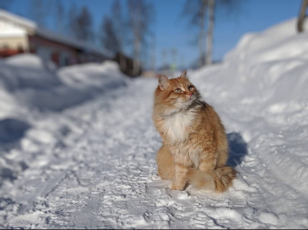 Сибирский рыжик - Моё, Кот, Котомафия