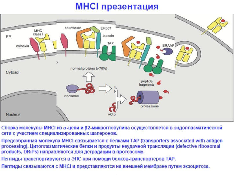 Immunity (part 2) Intrigues of the cell yard - Cat_cat, Story, Immunity, Cell, Biology, Virus, Longpost