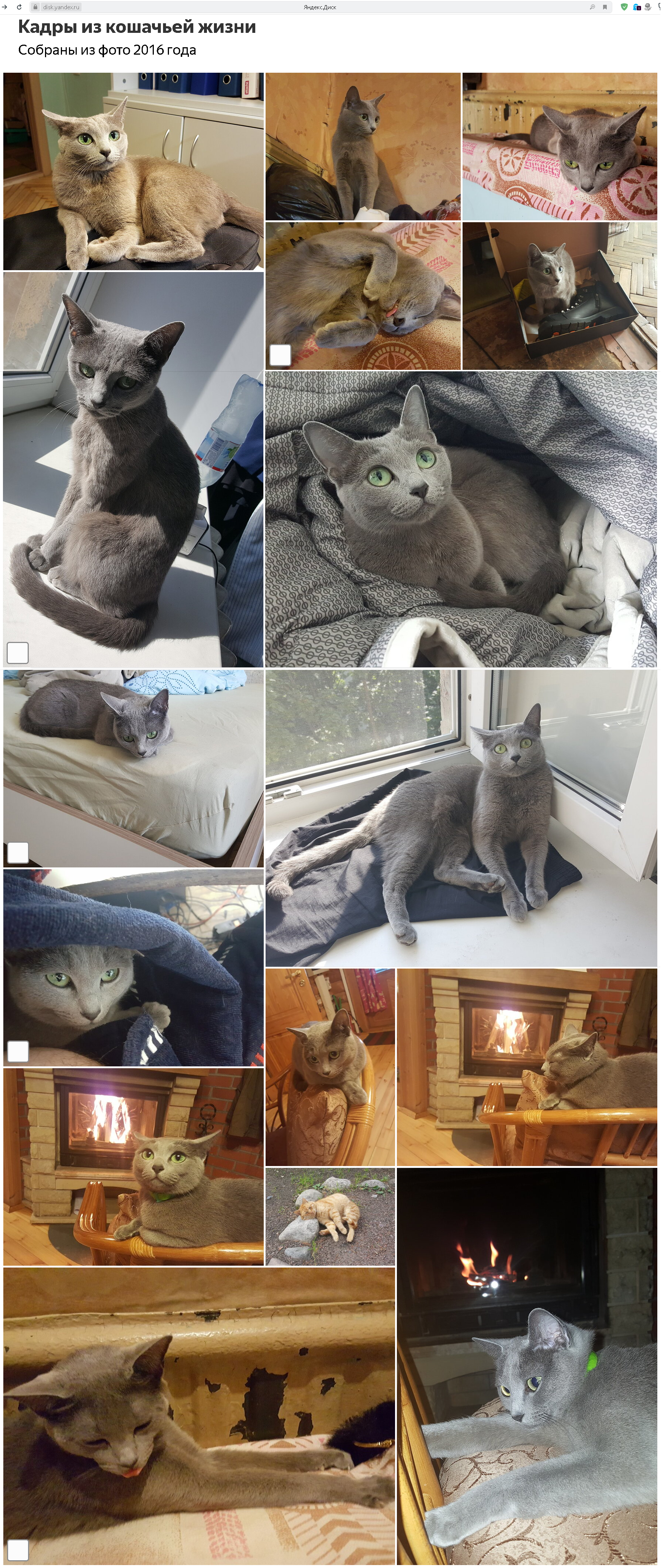 Autocatalbum - My, The photo, cat, Yandex., Recognition, Russian blue, Longpost