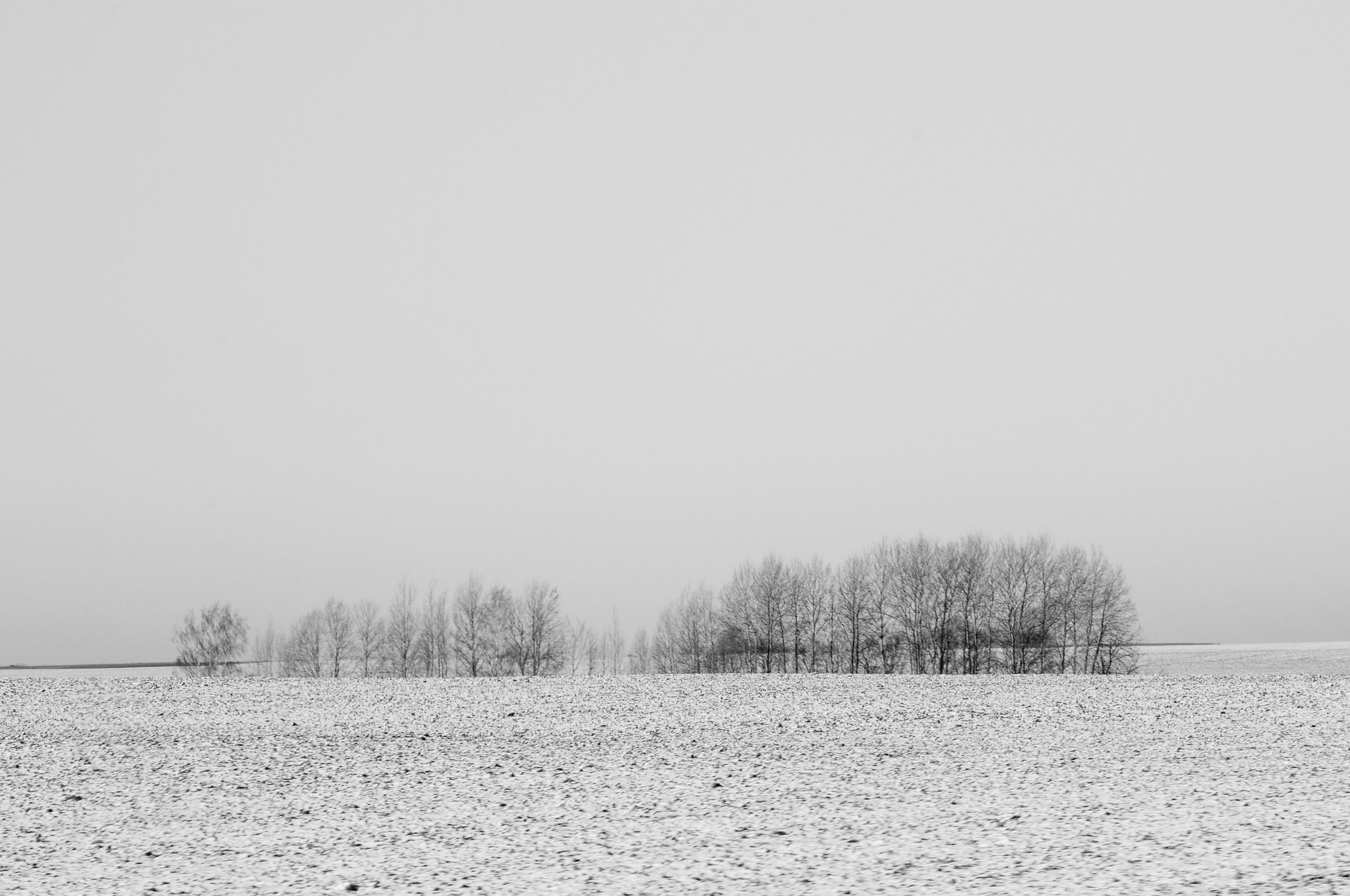 Black and white winter in Belarus - My, The photo, Black and white photo, Black and white, Nikon, Photographer, Longpost