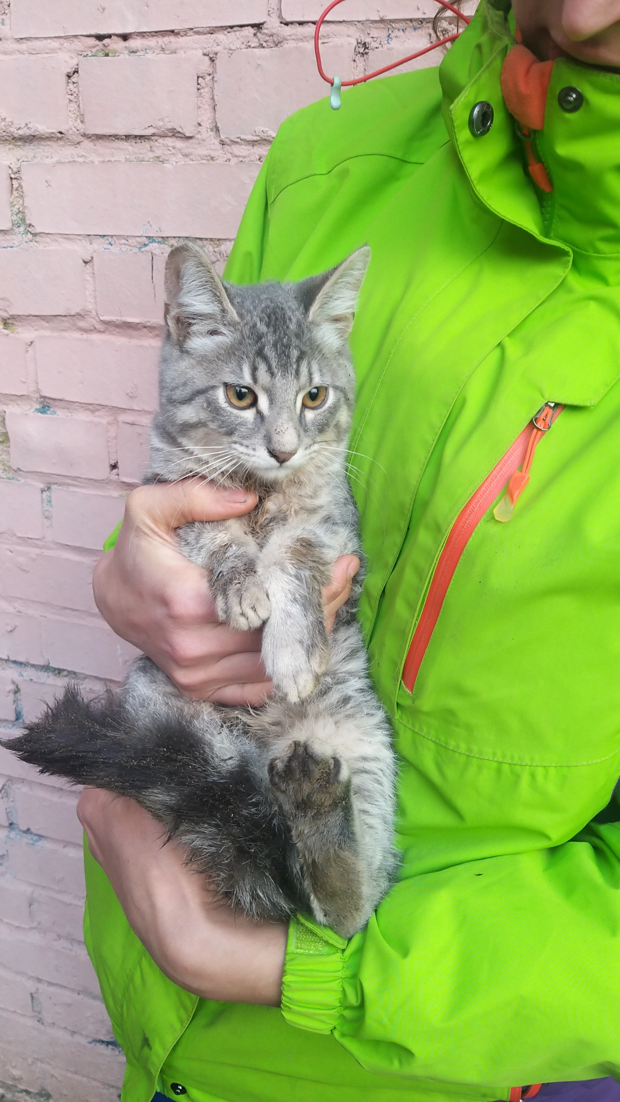 An affectionate gray kitten is looking for its home. St. Petersburg and Leningrad region - My, cat, No rating, In good hands, Saint Petersburg, Leningrad region, Longpost