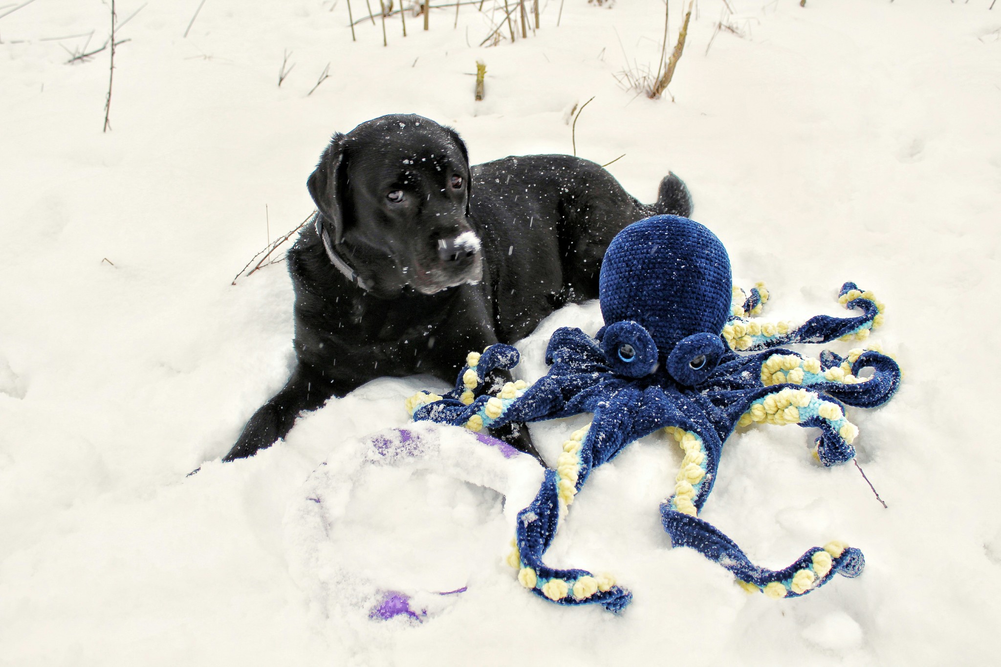 My friend Stepanych - My, Knitted toys, Amigurumi, Octopus, Longpost