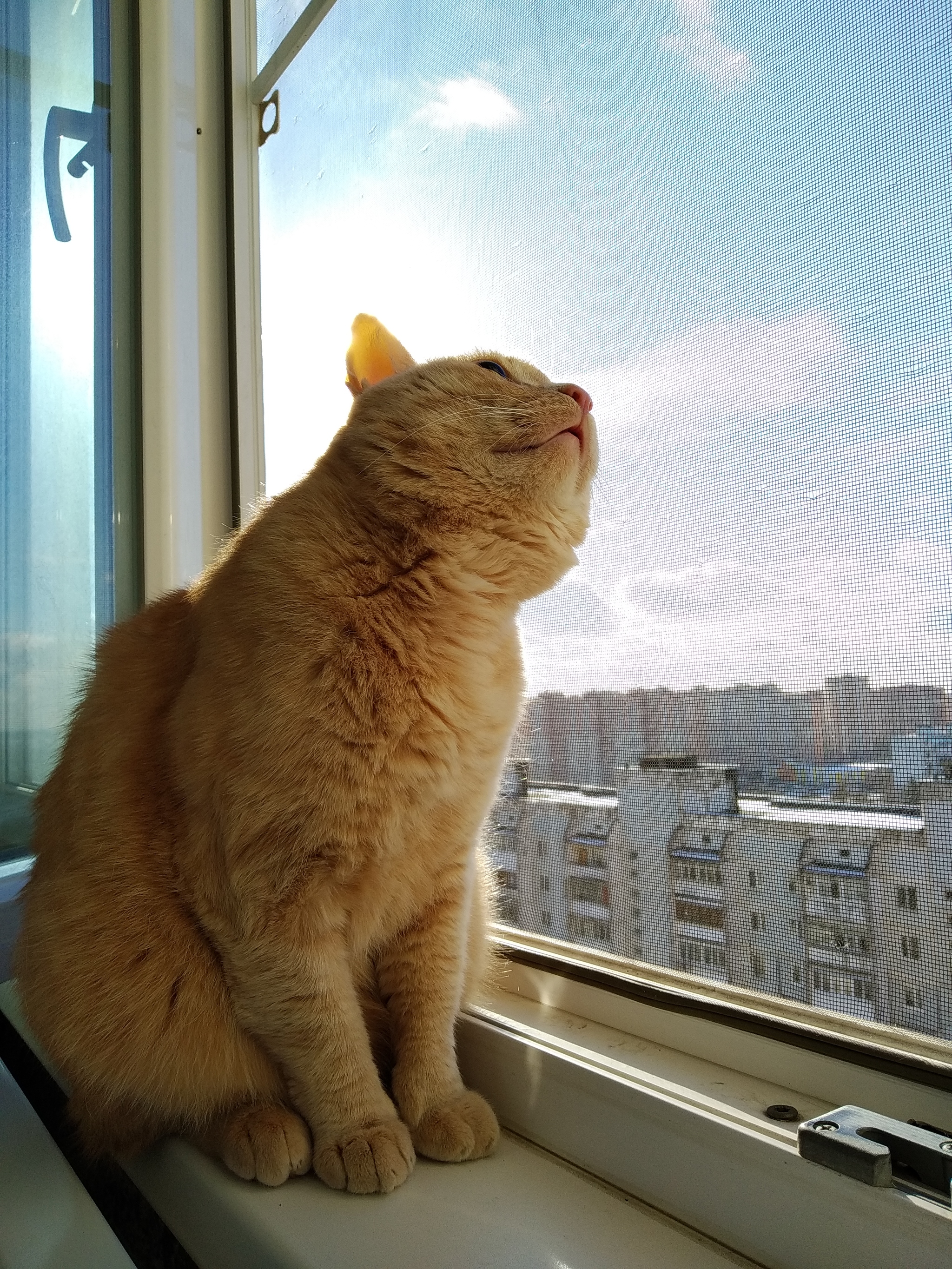 Waiting for Spring - My, cat, Catomafia, Mobile photography, Longpost