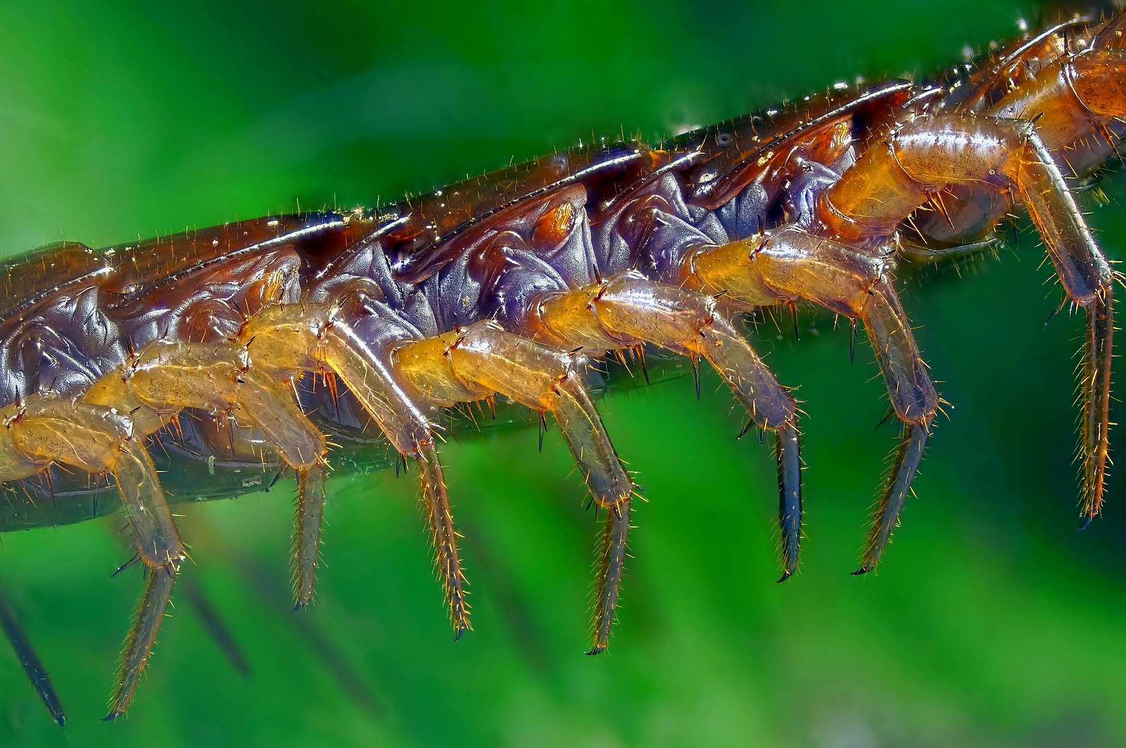 Model for Boston Dynamics - My, Macro photography, Centipede, Biomechanics