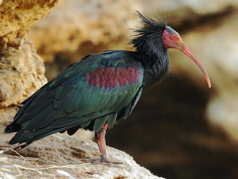 Forest Ibis - Survivor - Ibis, Red Book, Video, Longpost, Ornithology, Birds