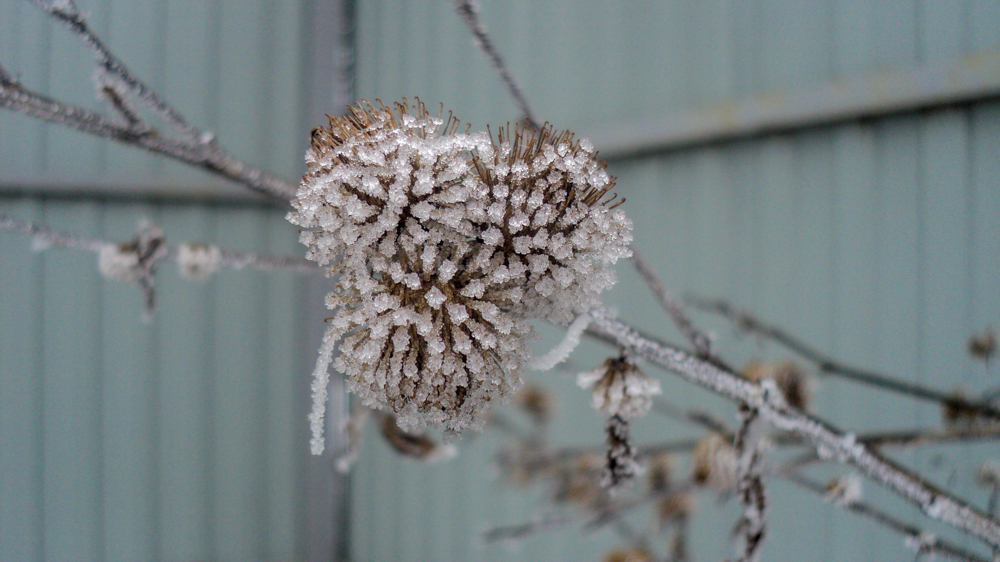 Winter aesthetics asshole - My, Photo on sneaker, Winter, Fuck aesthetics, Abandoned, Loise, Rose hip, Burdock, Agrimony, Longpost