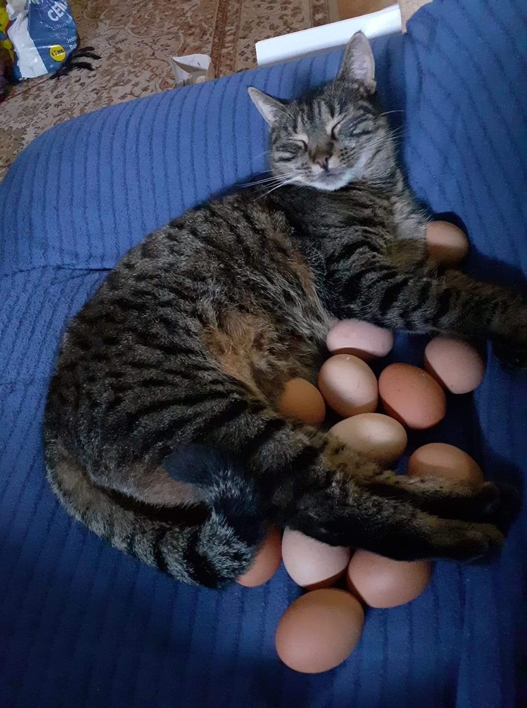 What to do if the chicken is careless - cat, Catomafia, Eggs