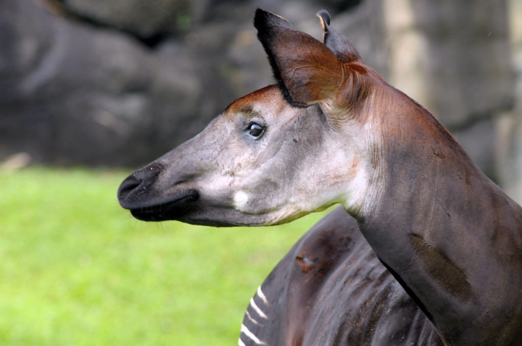 Is this a horse? Zebra? Giraffe? I present to your attention - Okapi - Okapi, Giraffe, Unusual, Congo, Zoology, zebra, Longpost