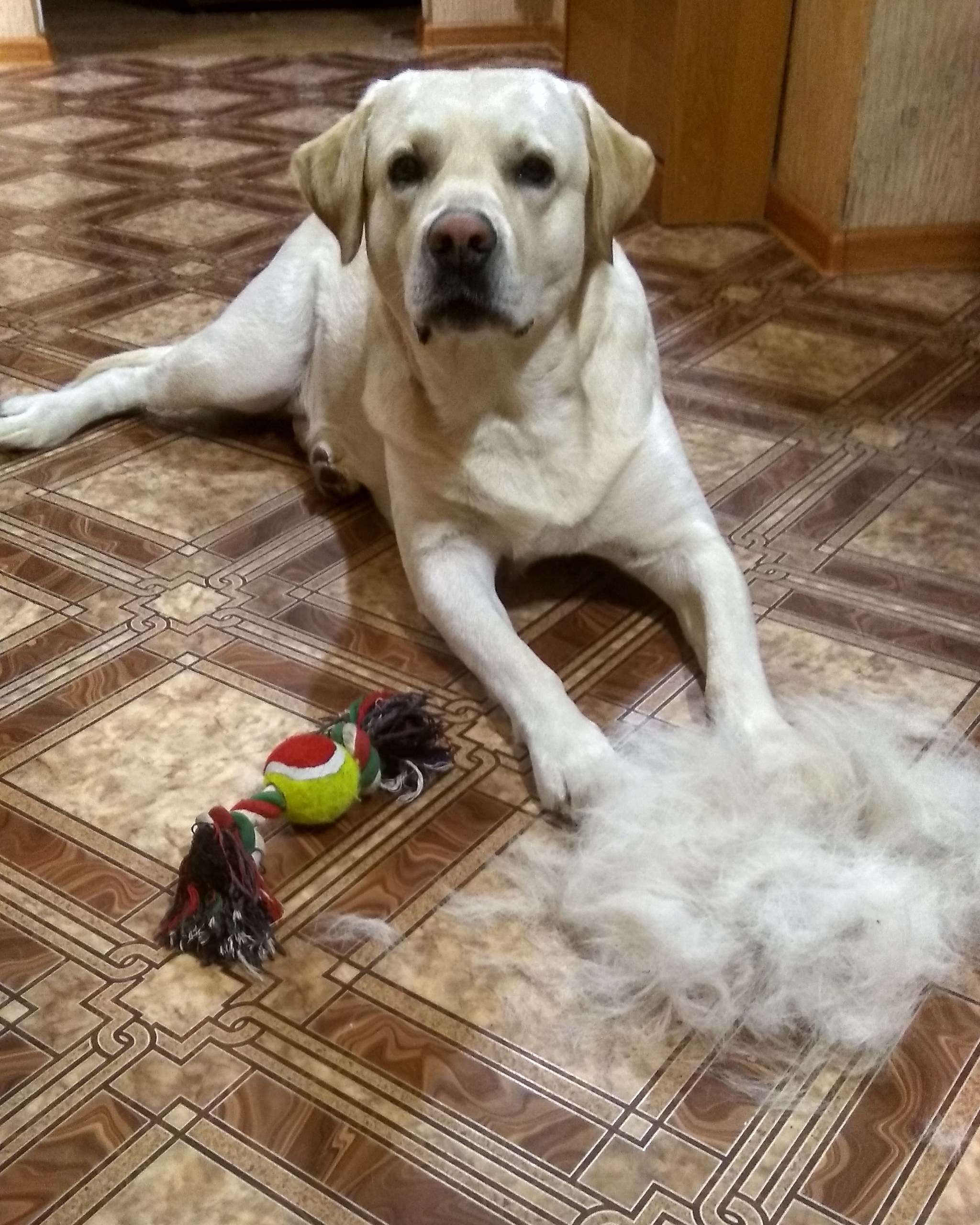 Wool! Not expensive! - My, Dog, Labrador, Best friend, Longpost